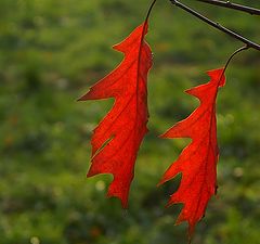 photo "Red autumn"