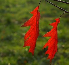 фото "Red autumn"