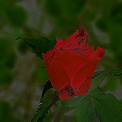 photo "Rose"