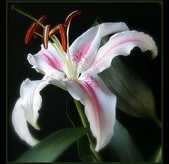 photo "lilium"