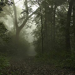 photo "Wood road..."