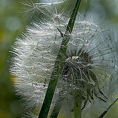 photo "Air hairdress"