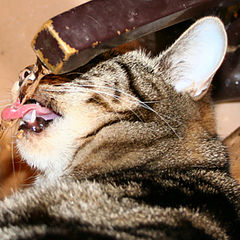 фото "thirsty cat"