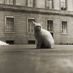 photo "cat"