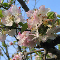 фото "Яблони в цвету"