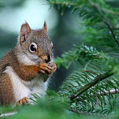 photo "Squirrel"