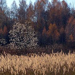 фото "Такие разные цвета осени"