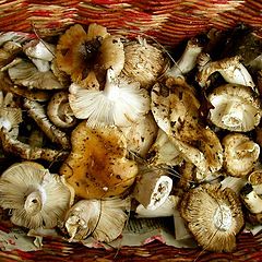 photo "In a basket with mushrooms"