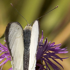 photo "Angel."