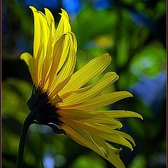 photo "sunny flower"