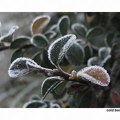 photo "Cold beauty"