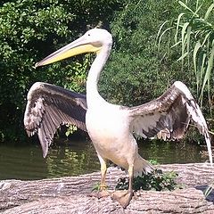 фото "Pelican at Basel Zoo"