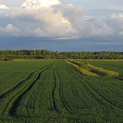 photo "summer-field"