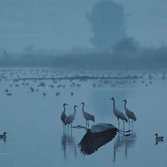 photo "Swamp community"