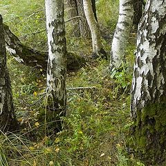 photo "Sight at a wood by the mushroom picker eyes"