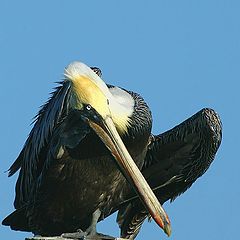 photo "The Thinker"