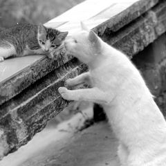 фото "the baby cat and his mother"