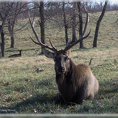 photo "The Bull Elk"
