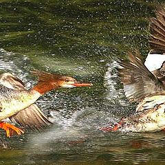 фото "common merganser taking off"