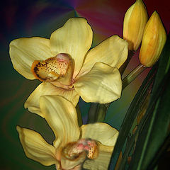 photo "Yellow Orchid"