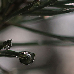 photo "Do not allow a droplet to fall!"