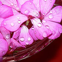 photo "Pink-colors study"