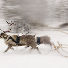 photo "reindeer race"