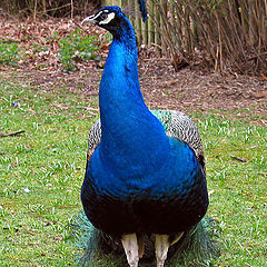 photo "Peacock"