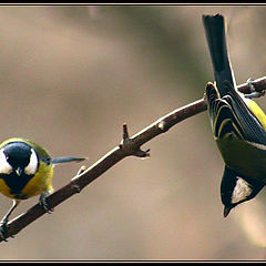 photo "Tomtit: UP or Down?"