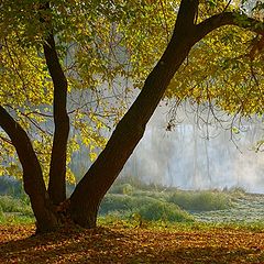 photo "matutinal autumn etude"