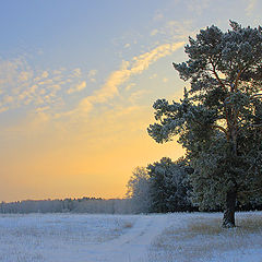 фото "First frost"