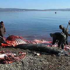 photo "About Grey Whales"