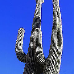 фото "perspective on a saguaro"