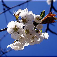 photo "Spring flowering"