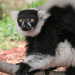 photo "Lemur"