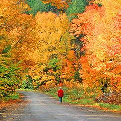 photo "fall colour splendor"