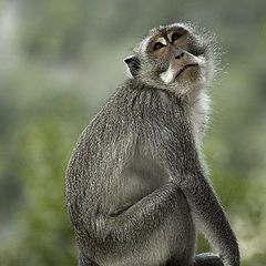 фото "задумчивый обезьян"