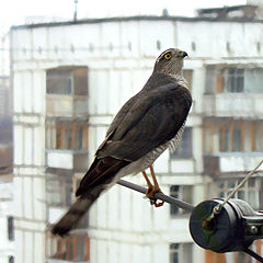 photo "The Moscow falcon"