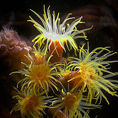 photo "Night flowers of the sea"