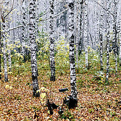 фото "первый снег осени..."