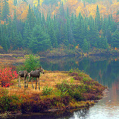 photo "baby moose in fall colour eco sysytem"