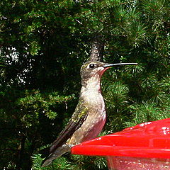 photo "Hummingbird"