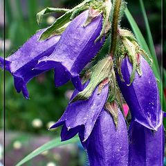 фото "Handbells"