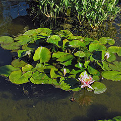 photo "The Water Lily Pond"