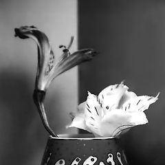 photo "Still-life. Flowers without color"