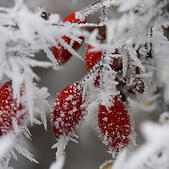 photo "Winter needles"