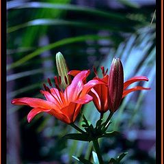 photo "Just Lillies"