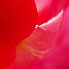 photo "Pink Intimacy"