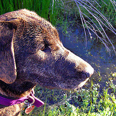 photo "Water Dog"