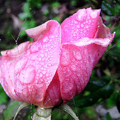 photo "Eine Rose ist eine Rose ist eine Rose..."